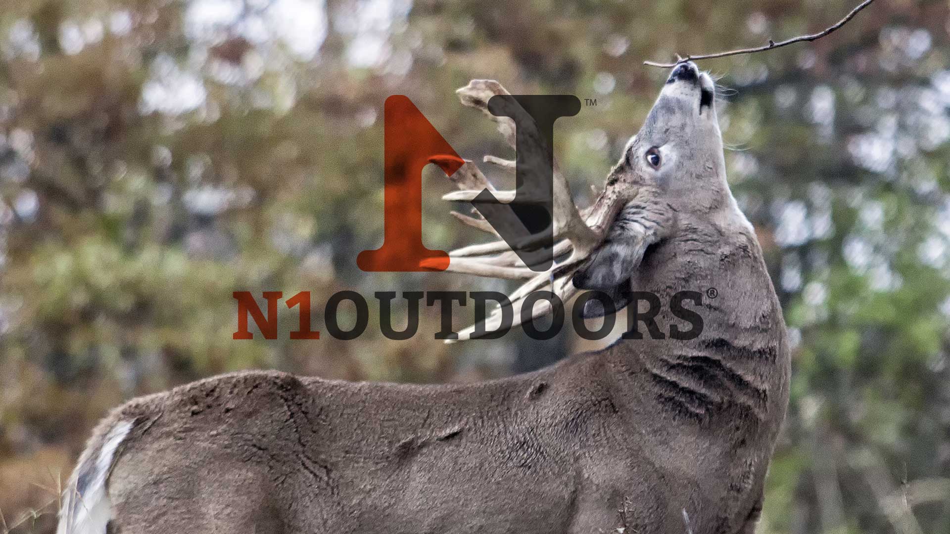 n1-outdoors-licking-branch-buck-slider-pic