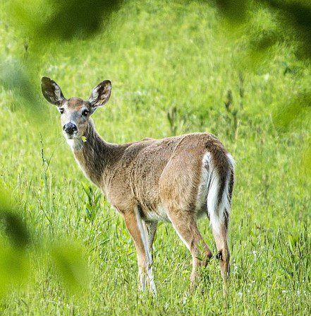 deer standing in windy field