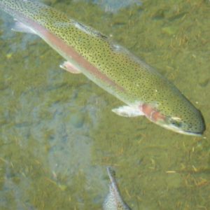 trout fishing tip pic