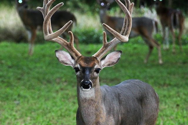 whitetail buck in velvet