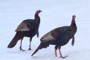 nwtf 2 turkeys in the snow