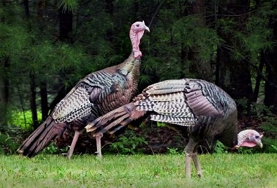 two wild turkeys