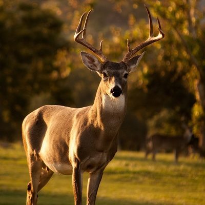 whitetail deer ears