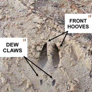 Deer Hooves | 5 Ways They Use Them [Besides Leaving Tracks] | N1 Outdoors