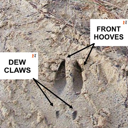 deer hoof print and dew claw