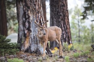 deer anatomy velvet antlers