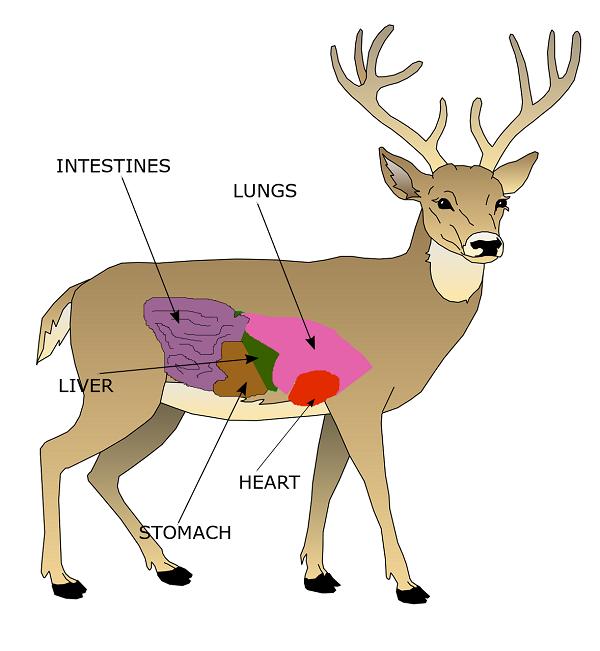 Anatomy Of Whitetail Deer Shot Placement