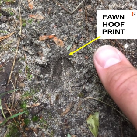 fawn hoof print next to human finger