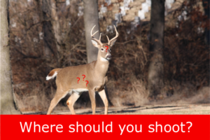 where should you shoot a deerr