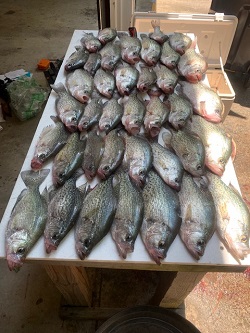 table full of black crappie