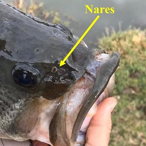 fish nares
