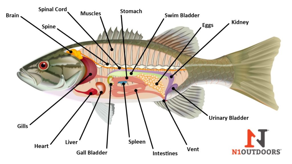 internal fish anatomy diagram
