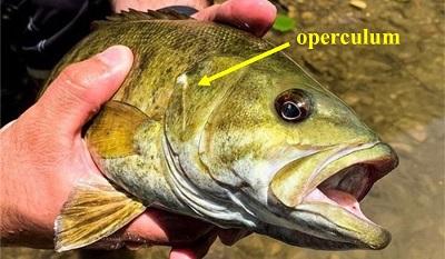 operculum of a smallmouth bass