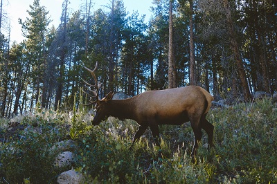 elk on public land
