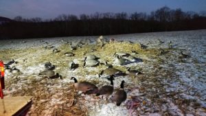 goose hunting decoy setup