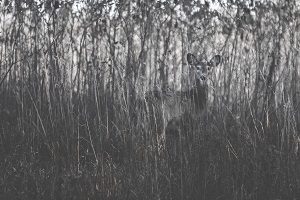 whitetail deer in cover