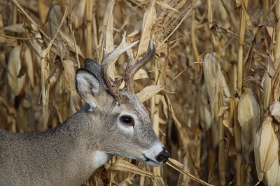 small whitetail buck in corn