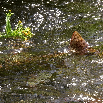 fishing therapy trout pic