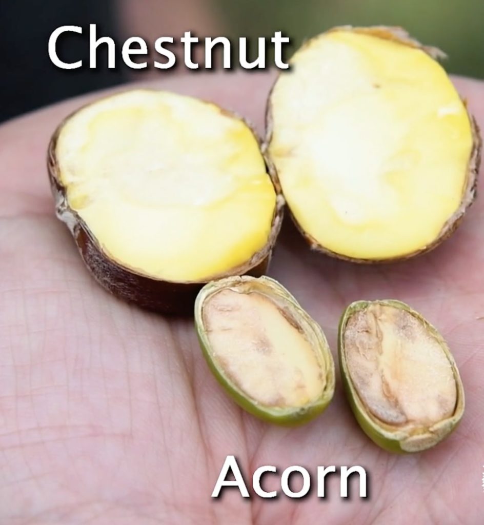 a chesnut compared to an acorn