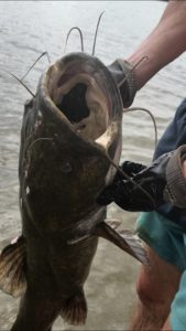 This Stuff Is CRAZY! [EPIC Catfish Noodling Videos!] | N1outdoors.com