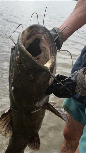 huge catfish with large whiskers that was noodled