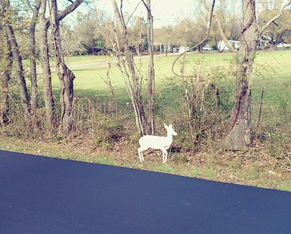 albino whitetail deer on roadside