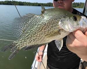 crappie with damaged dorsal fin