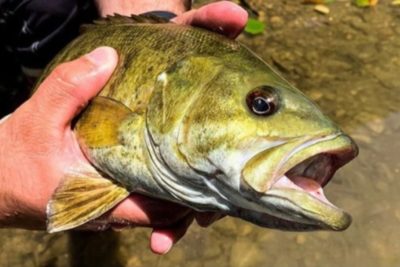 smallmouth bass in hand