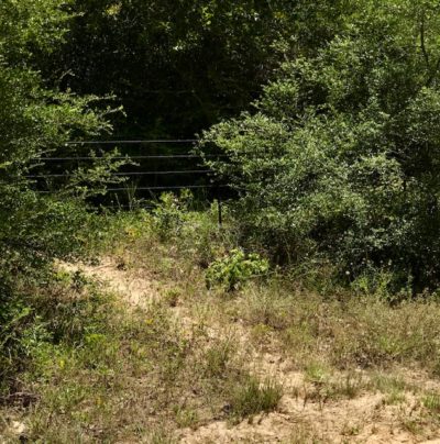 deer trail near fence line