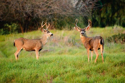 blacktail bucks in field