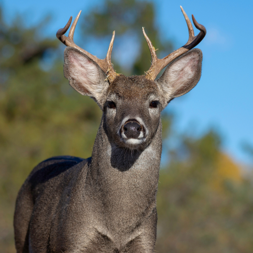 coues deer buck