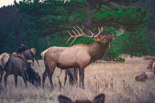 bull elk bugling with cow elk