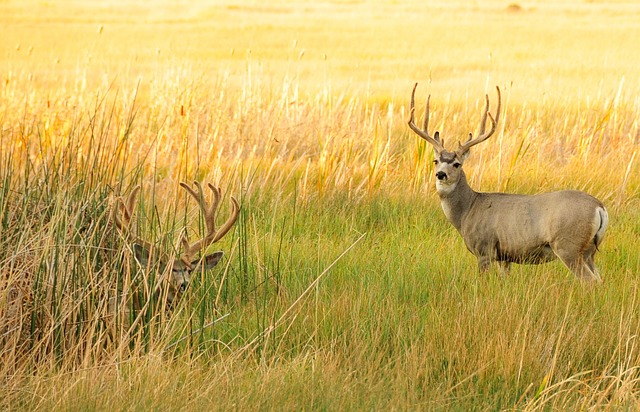 mule deer bucks in field