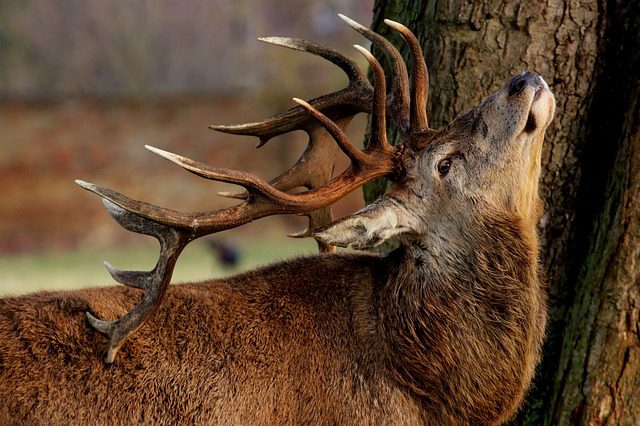 10 Amazing Facts About Velvet Antlers - Realtree Camo