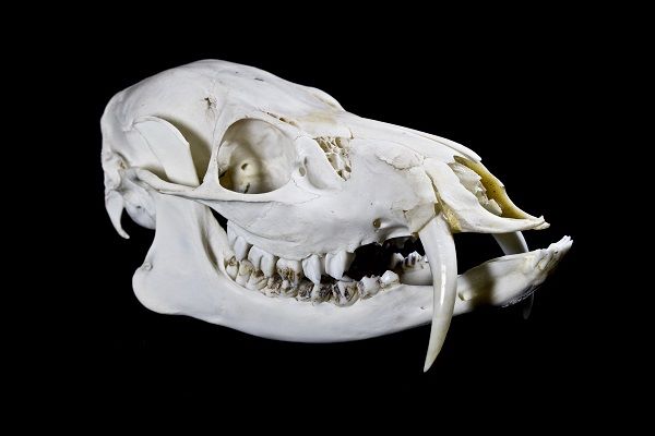 vampire deer skull