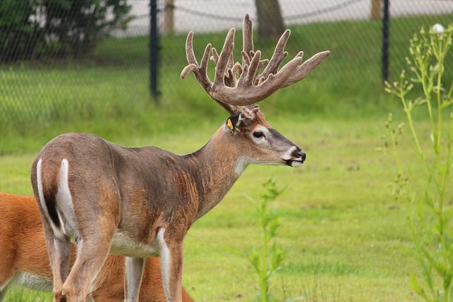 9 Types of deer [and a vampire deer?!]