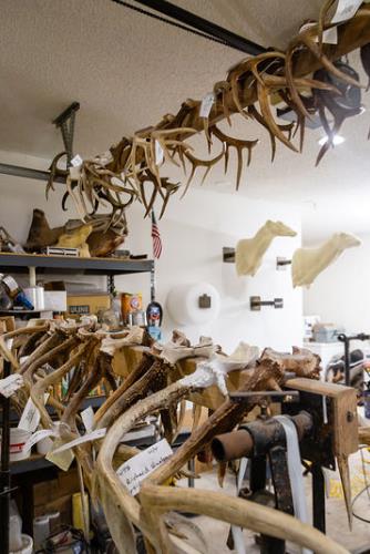 taxidermy shop with antlers on ceiling