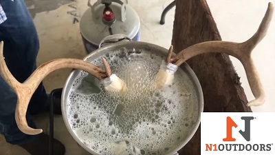 antlers in pot with peroxide