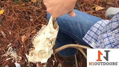 removendo o tecido sinusal do crânio dos cervos