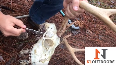 removing tissue from deer skull