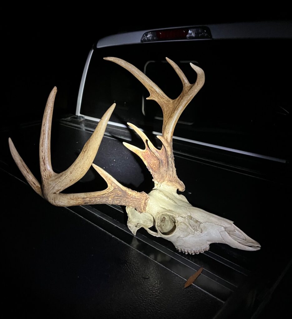 whitetail deer skull euro mount