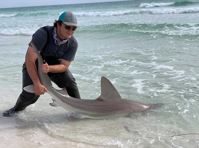 man hold tail of sand bar shark