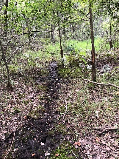 deer trail around edge of swamp
