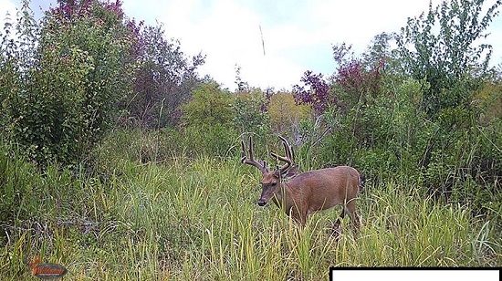 trail camera picture of big buck in velvet