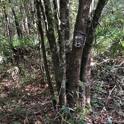 trail camera mounted to a tree