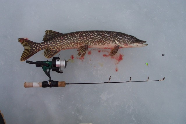 northern pike caught ice fishing