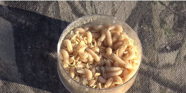 spike maggots for ice fishing