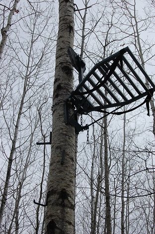 tree stand in tree