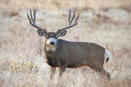 mule deer gray color during winter