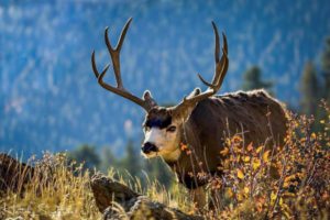 Deer Gardening Disaster: Avoid These Plants! - 3nbfqd2